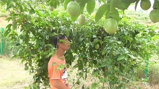 农村小伙逛水果种植基地，被誉为“水果之王”的它，你吃过吗？