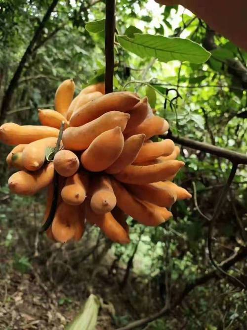 皇妃蕉 种植之皇妃蕉的全面解析——品种特性、种植技术与市场前景