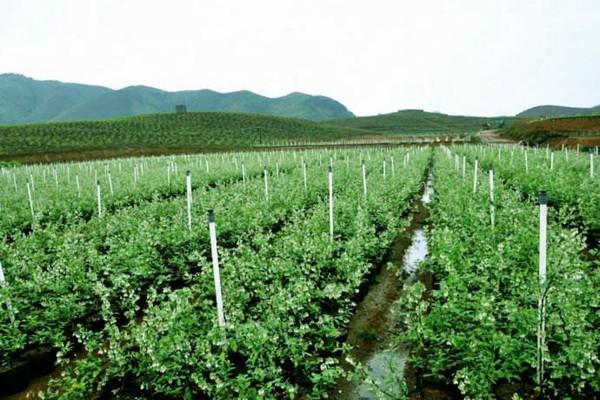 2018年最新水果种植补贴政策解读 水果种植补贴项目有哪些？