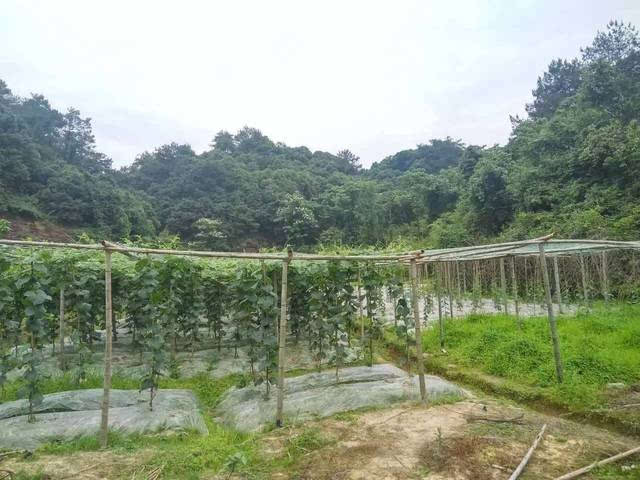 藏在自行车生态公园里的甜蜜秘密 99%永安人没见过的水果，就在百家山农场