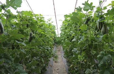 “网红水果”羊角蜜试种成功 二十一团种植户尝到增收甜头