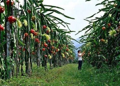 火龙果树种植环境指南 打造高产果园的密钥