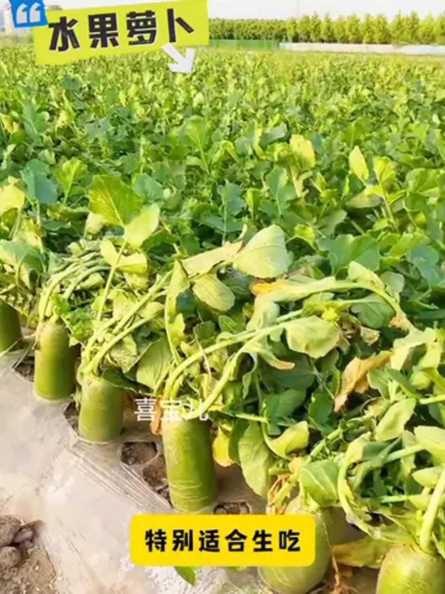 水果萝卜种植季到啦！阳台小院都能种，生吃超脆甜