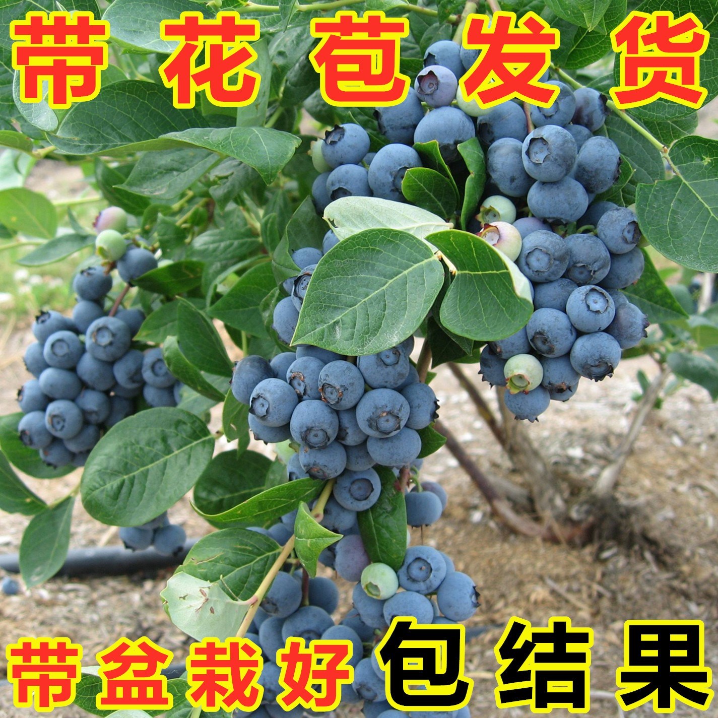蓝莓树果苗 阳台盆栽的惊喜之选——特大果、当年结果，南北皆宜